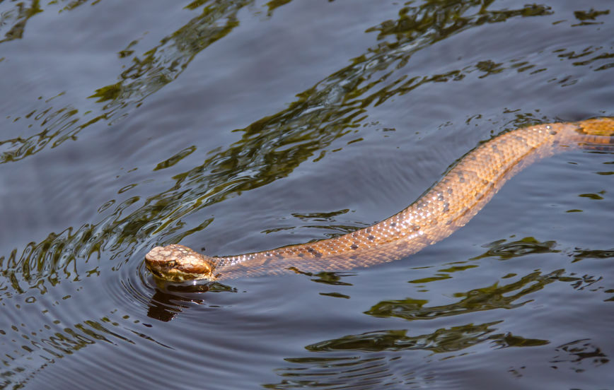 Poisonous Snake Swimming On Top Of Water